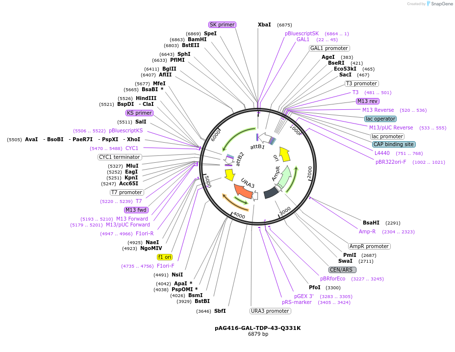 181719-plasmid-map-sequence-id-430960