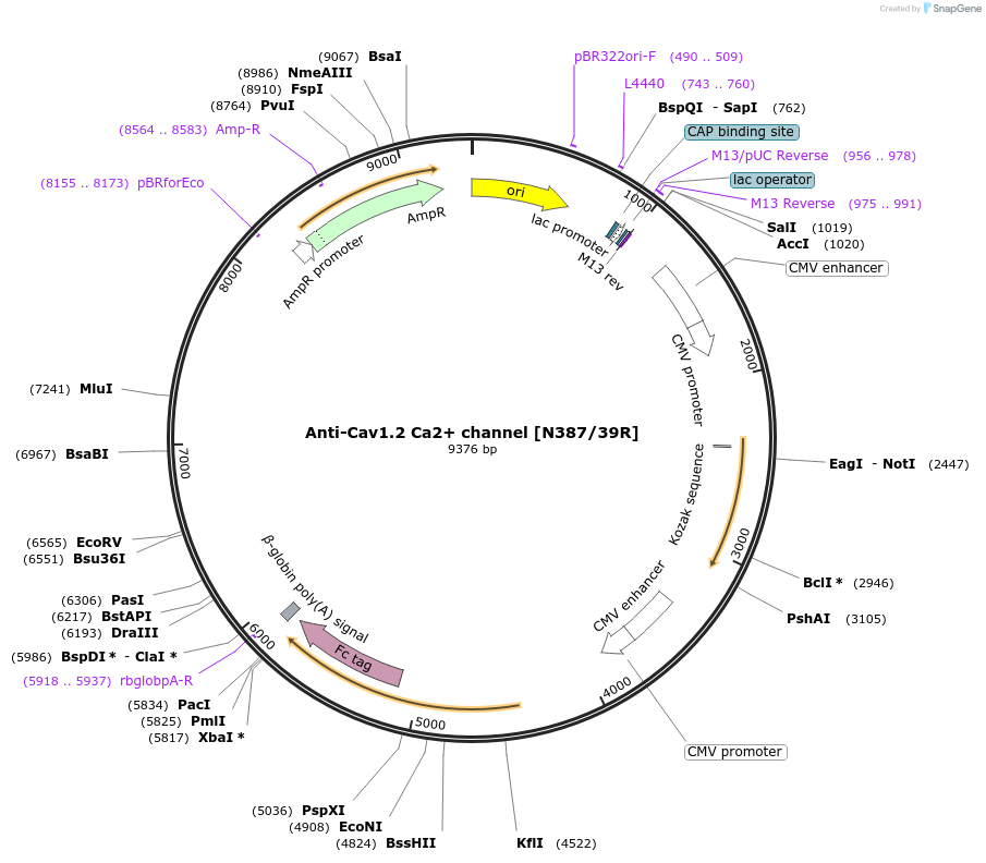 219466-plasmid-map-sequence-id-430985