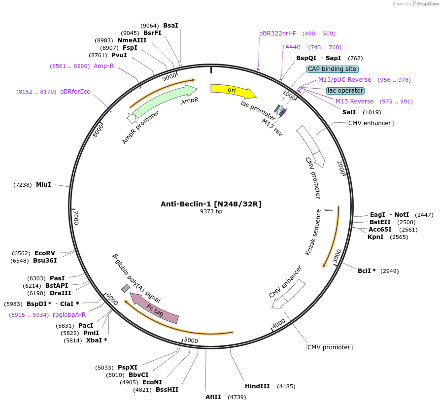 219461-plasmid-map-sequence-id-430986