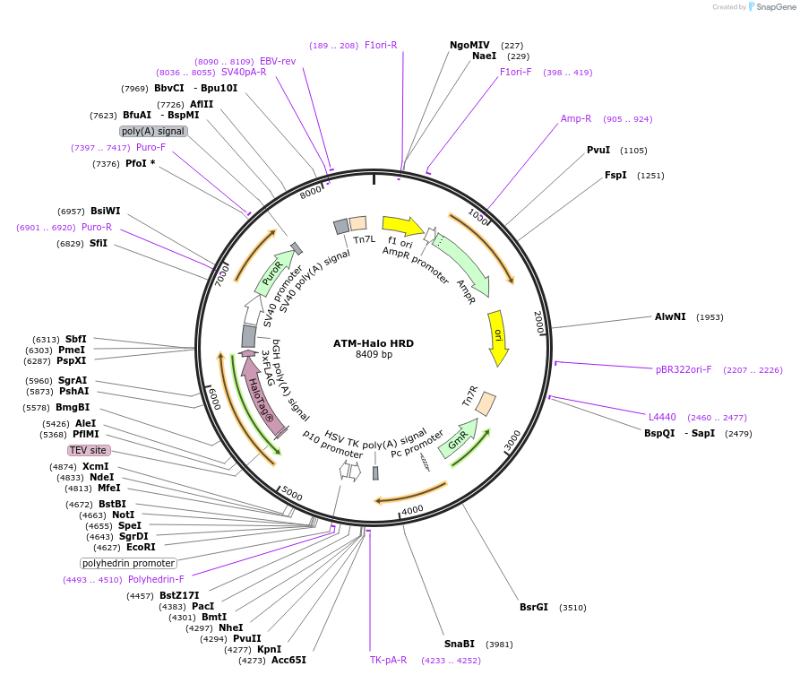 207082-plasmid-map-sequence-id-430992