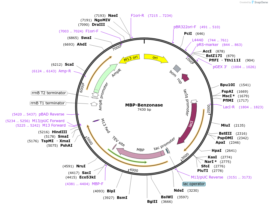 218192-plasmid-map-sequence-id-431003