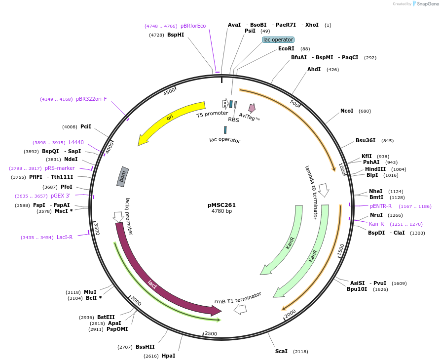 216371-plasmid-map-sequence-id-431007
