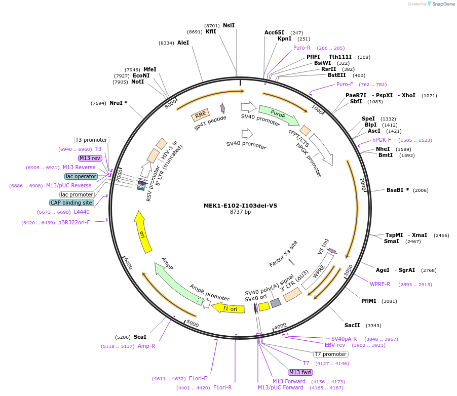 217301-plasmid-map-sequence-id-431010