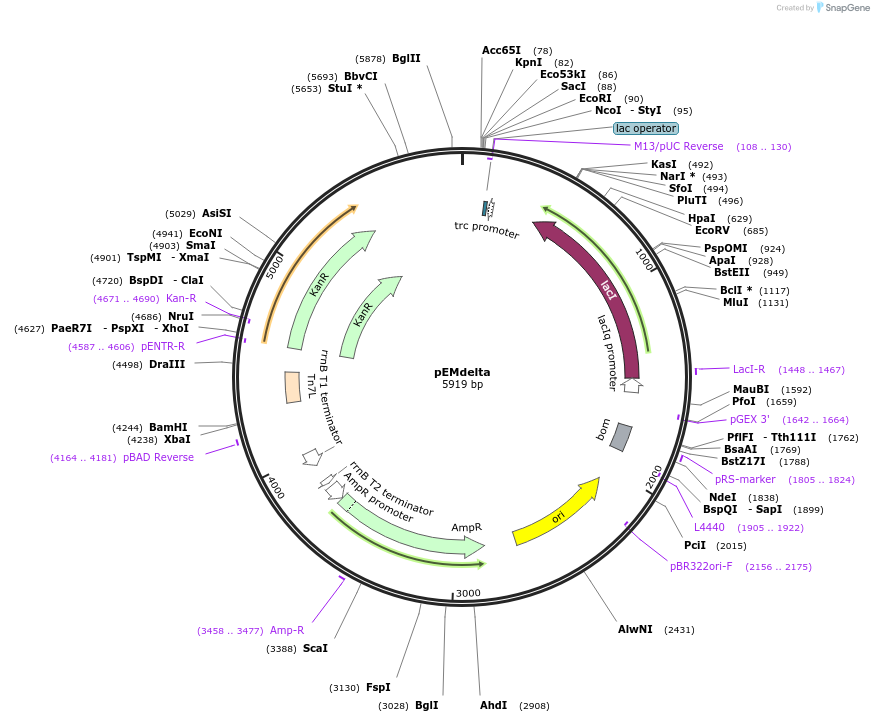 8487-plasmid-map-sequence-id-431018