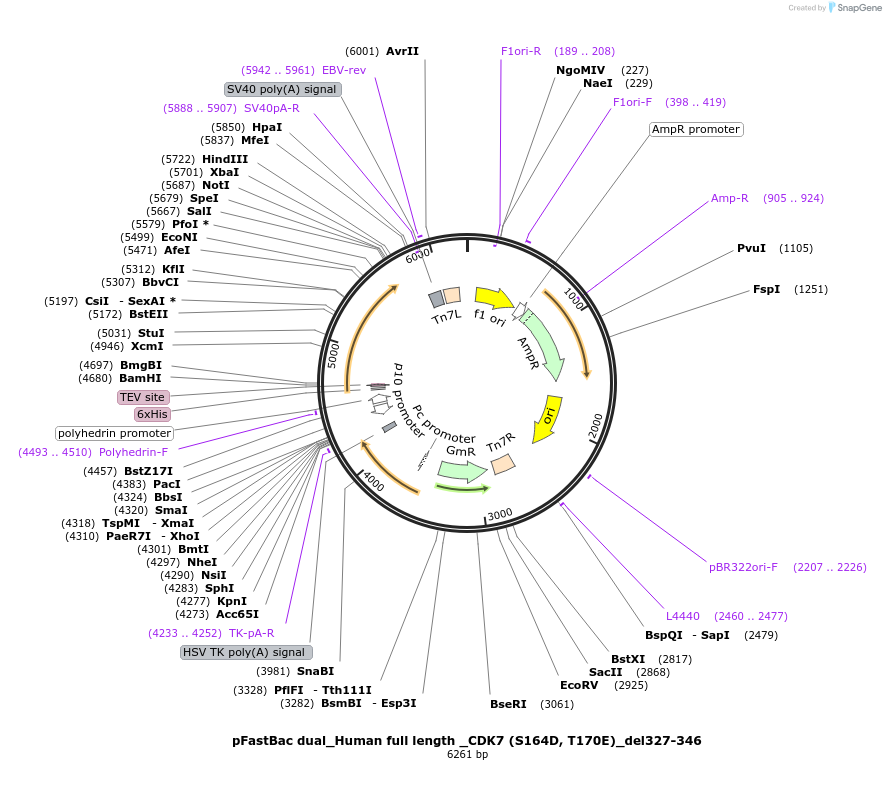 217012-plasmid-map-sequence-id-431041