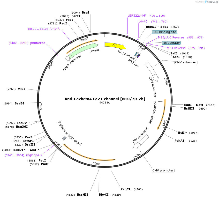 219473-plasmid-map-sequence-id-431047