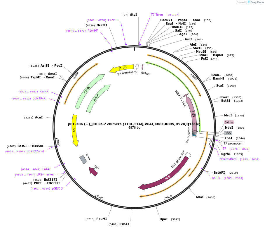 217014-plasmid-map-sequence-id-431050