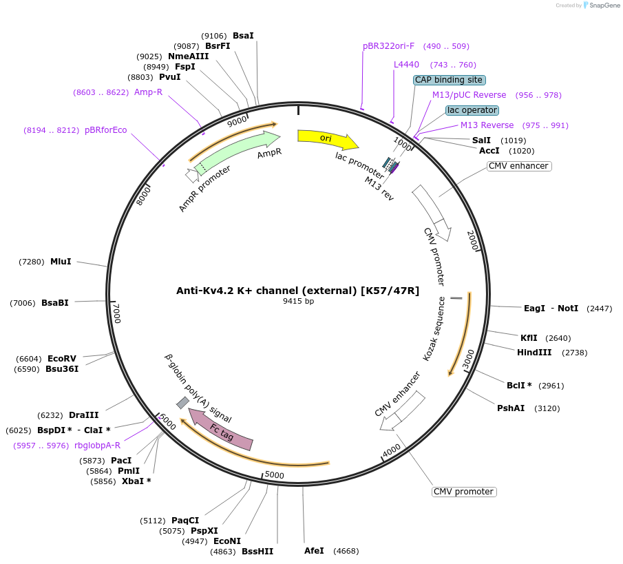 219446-plasmid-map-sequence-id-431053