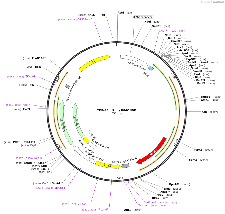 216226-plasmid-map-sequence-id-431056
