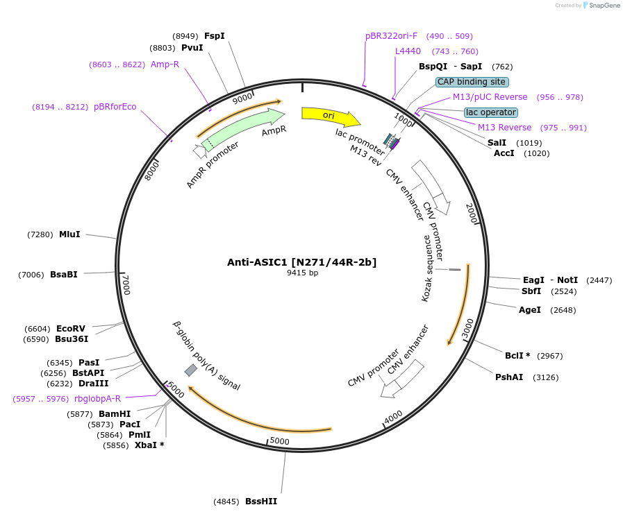 219486-plasmid-map-sequence-id-431060