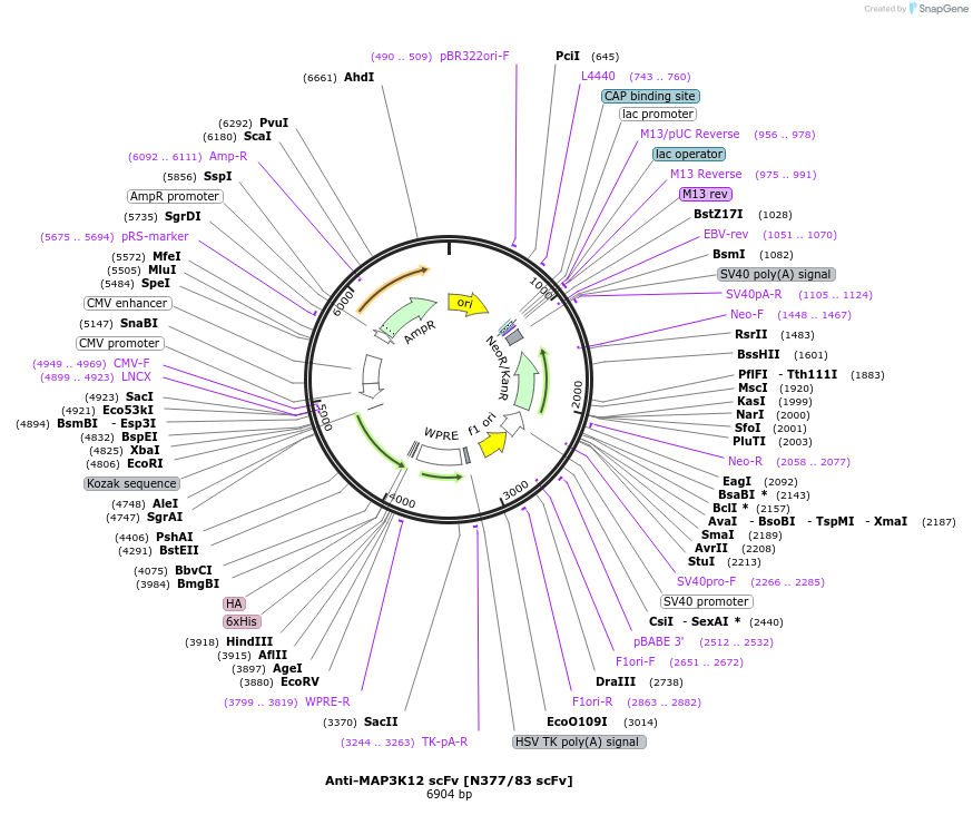219489-plasmid-map-sequence-id-431062