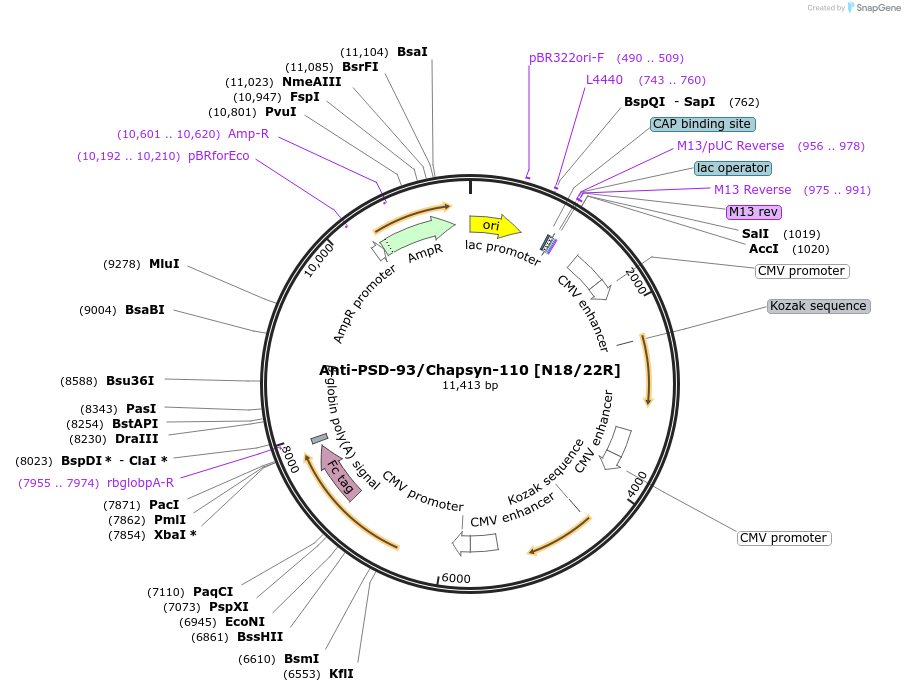 219454-plasmid-map-sequence-id-431063