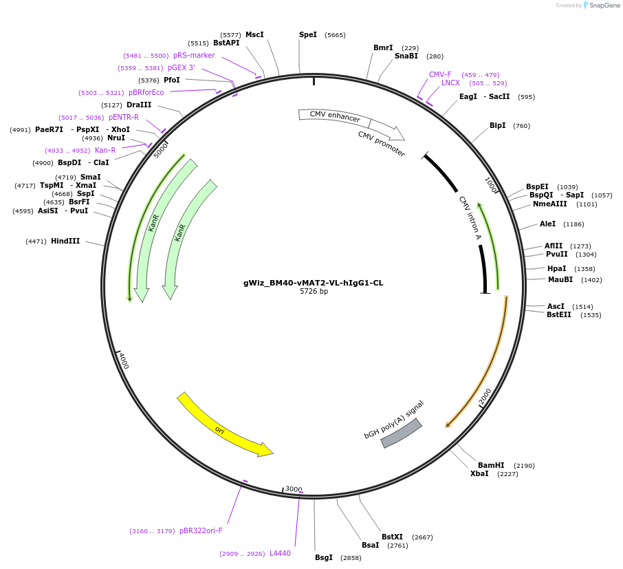 218443-plasmid-map-sequence-id-431083