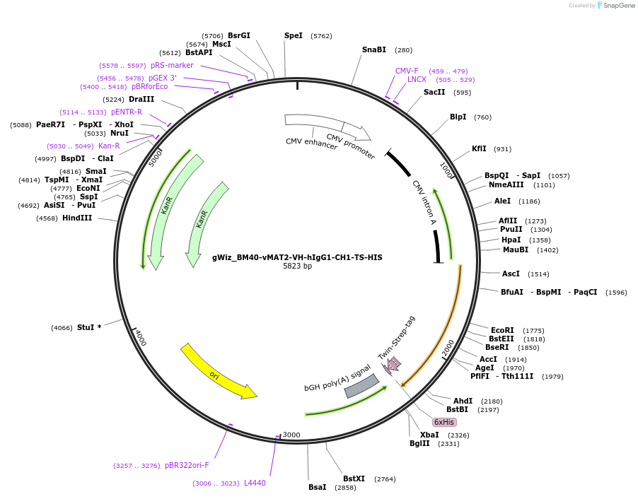 218442-plasmid-map-sequence-id-431084