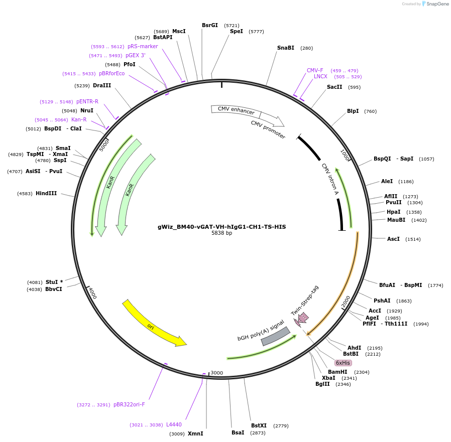218436-plasmid-map-sequence-id-431091