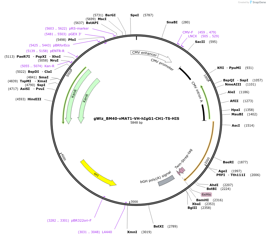 218440-plasmid-map-sequence-id-431092