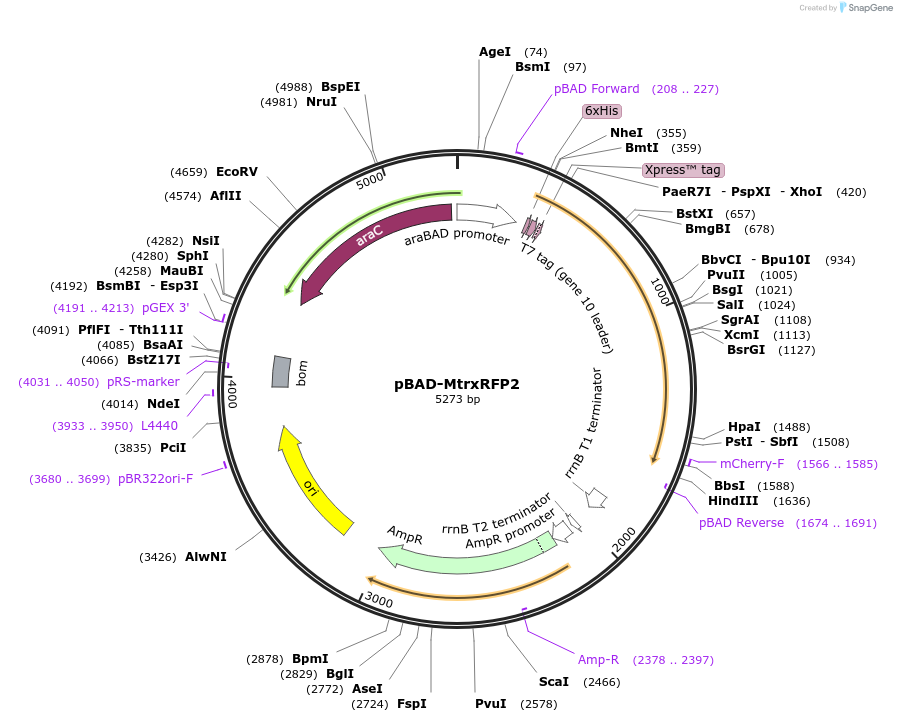 172323-plasmid-map-sequence-id-431098
