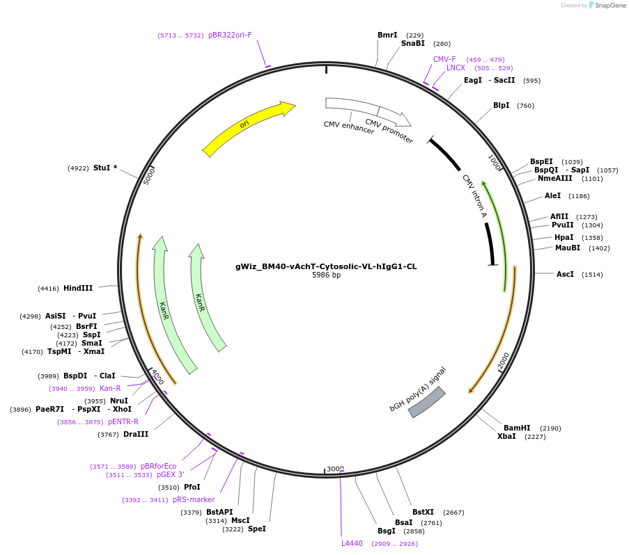 218447-plasmid-map-sequence-id-431100