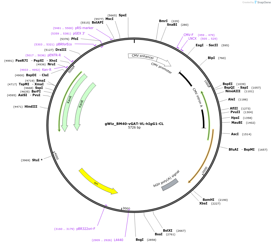218437-plasmid-map-sequence-id-431101