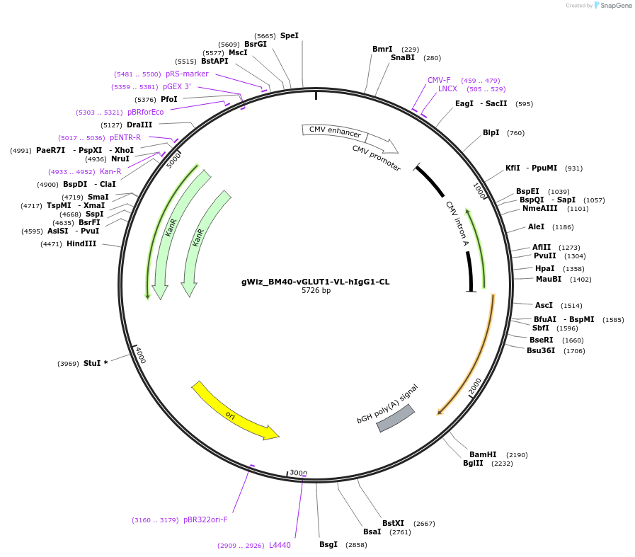 218439-plasmid-map-sequence-id-431102