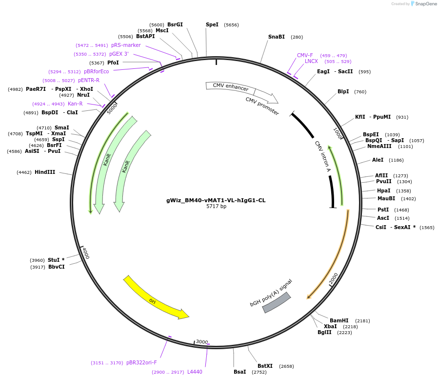 218441-plasmid-map-sequence-id-431103