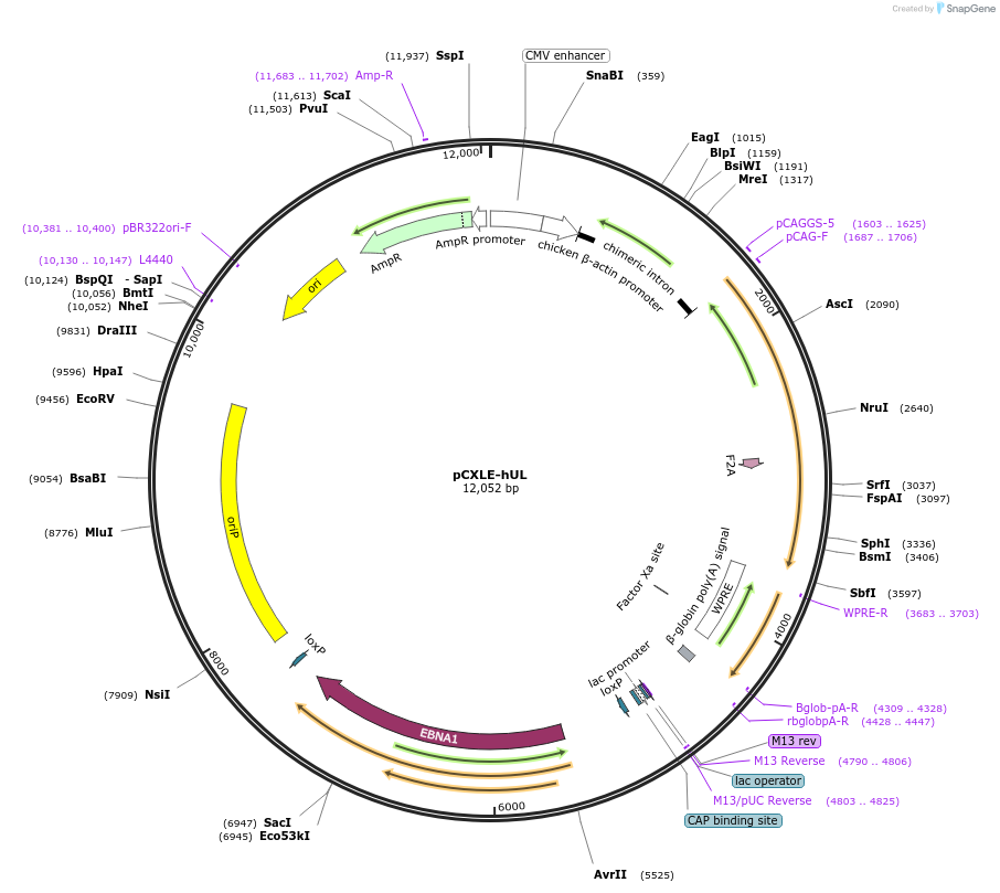 27080-plasmid-map-sequence-id-431105