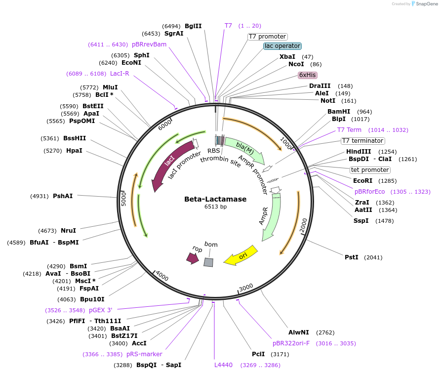 62729-plasmid-map-sequence-id-431124