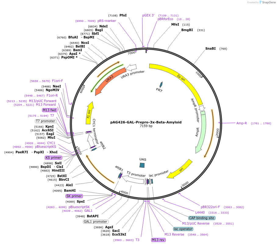 181730-plasmid-map-sequence-id-431127