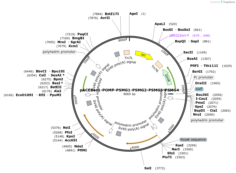 214137-plasmid-map-sequence-id-431240
