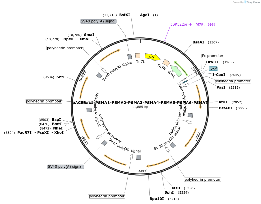 214138-plasmid-map-sequence-id-431242