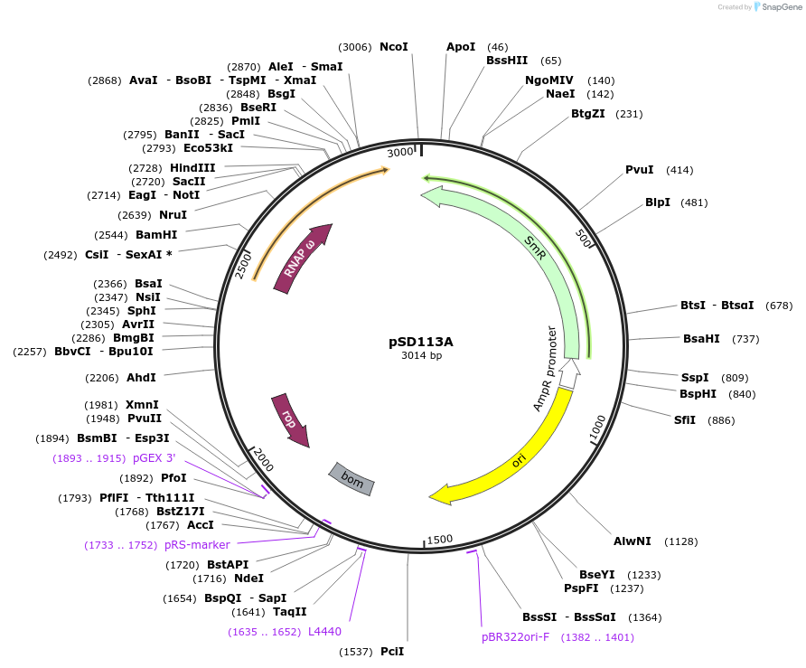218133-plasmid-map-sequence-id-431243