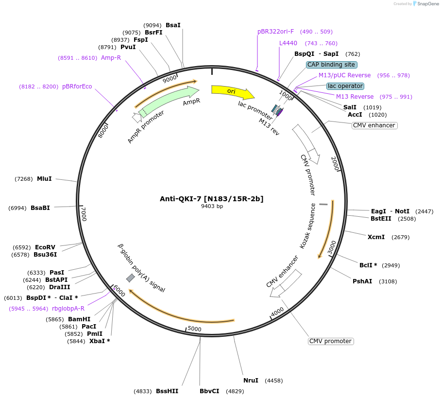 219485-plasmid-map-sequence-id-431245