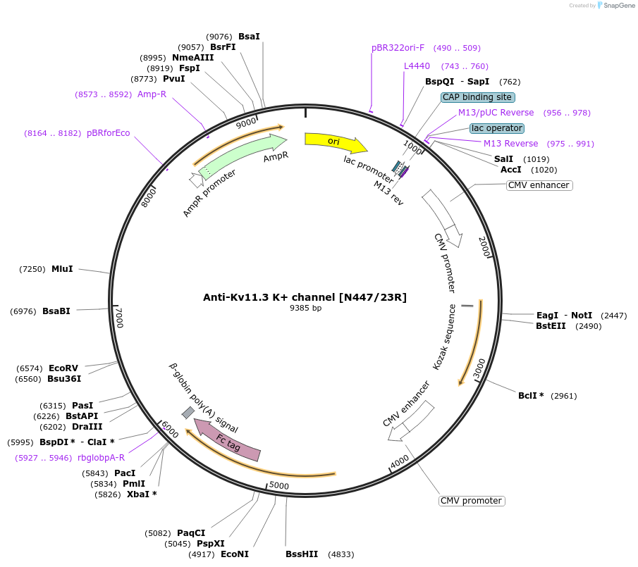 219469-plasmid-map-sequence-id-431246