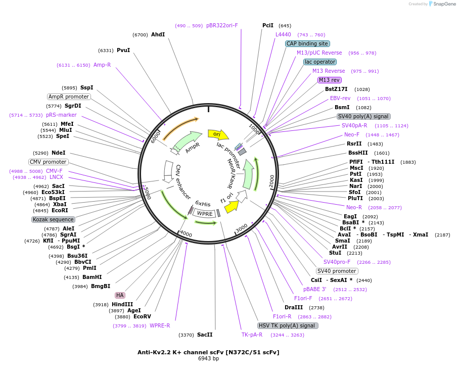 219495-plasmid-map-sequence-id-431248