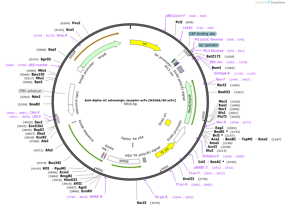 219492-plasmid-map-sequence-id-431249