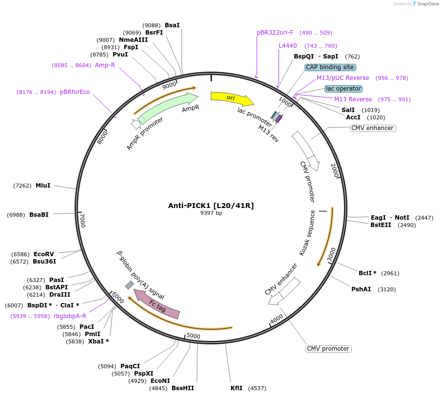 219450-plasmid-map-sequence-id-431254