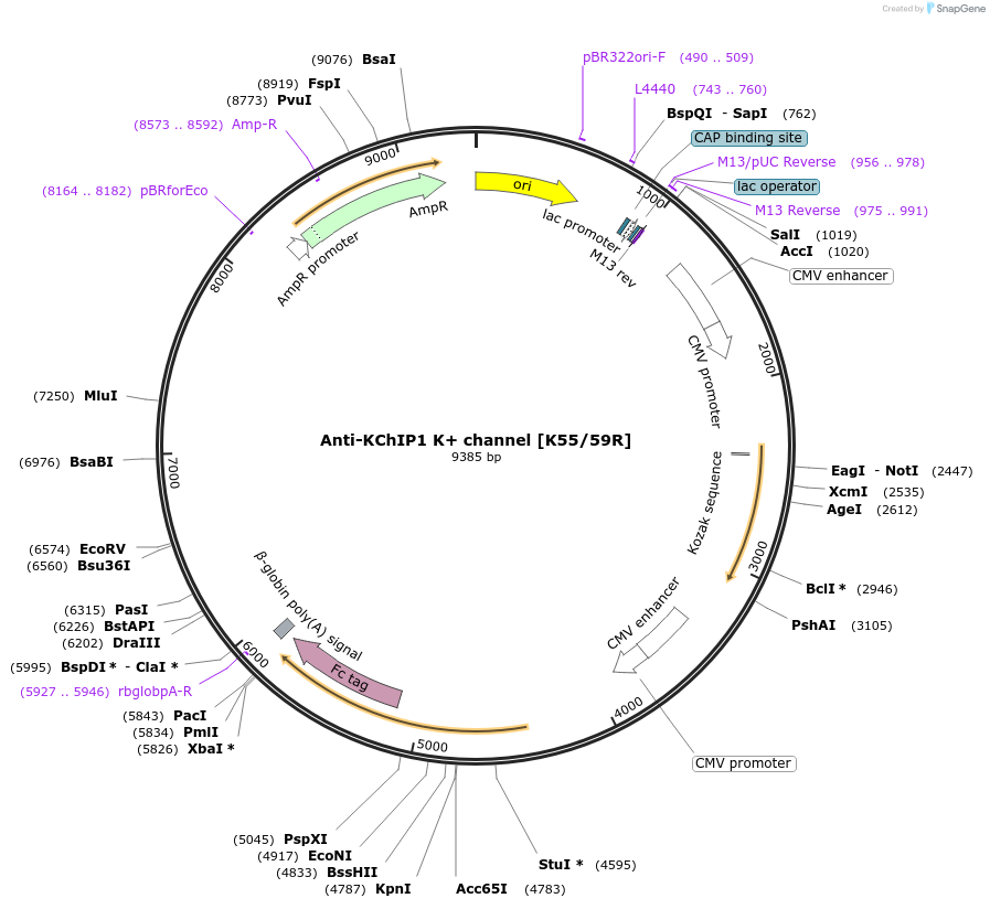 219445-plasmid-map-sequence-id-431255