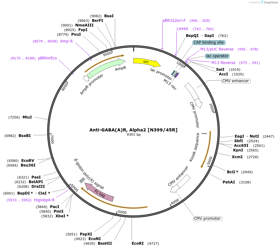 219467-plasmid-map-sequence-id-431258