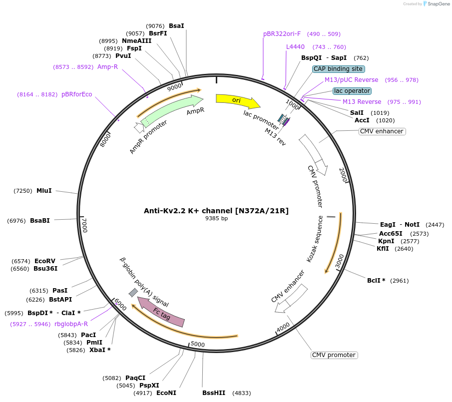 219465-plasmid-map-sequence-id-431259