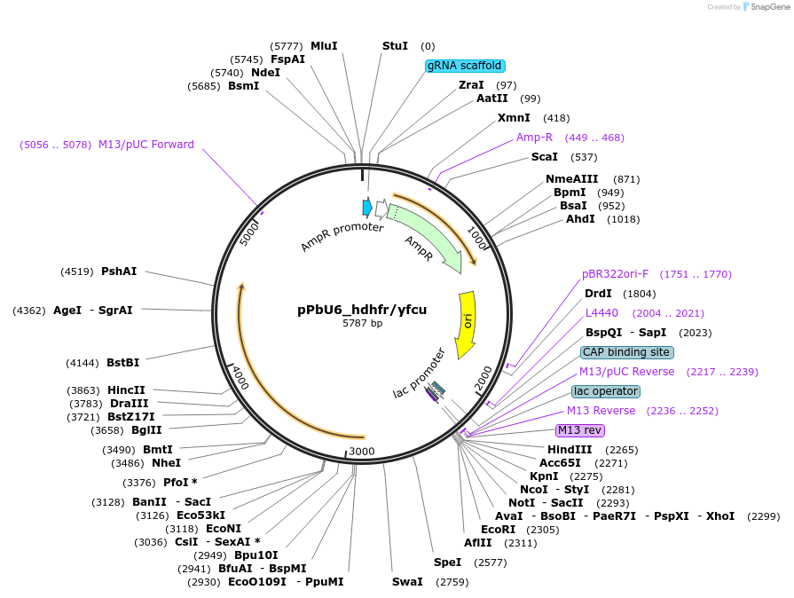 216422-plasmid-map-sequence-id-431290