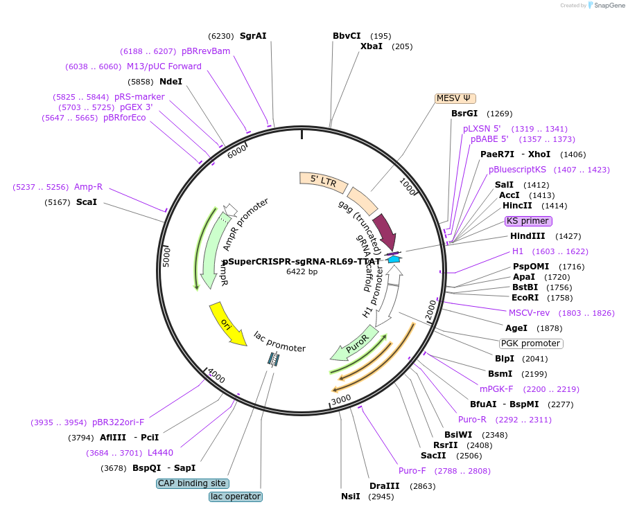 215850-plasmid-map-sequence-id-431350