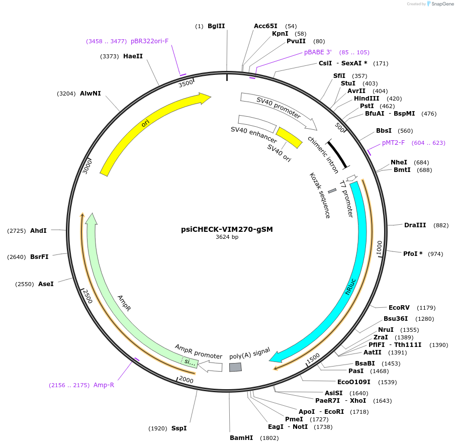 215870-plasmid-map-sequence-id-431352