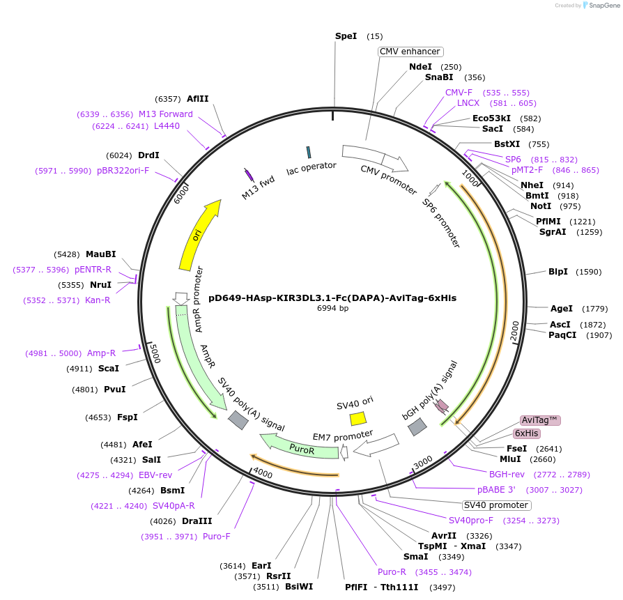 156735-plasmid-map-sequence-id-431376