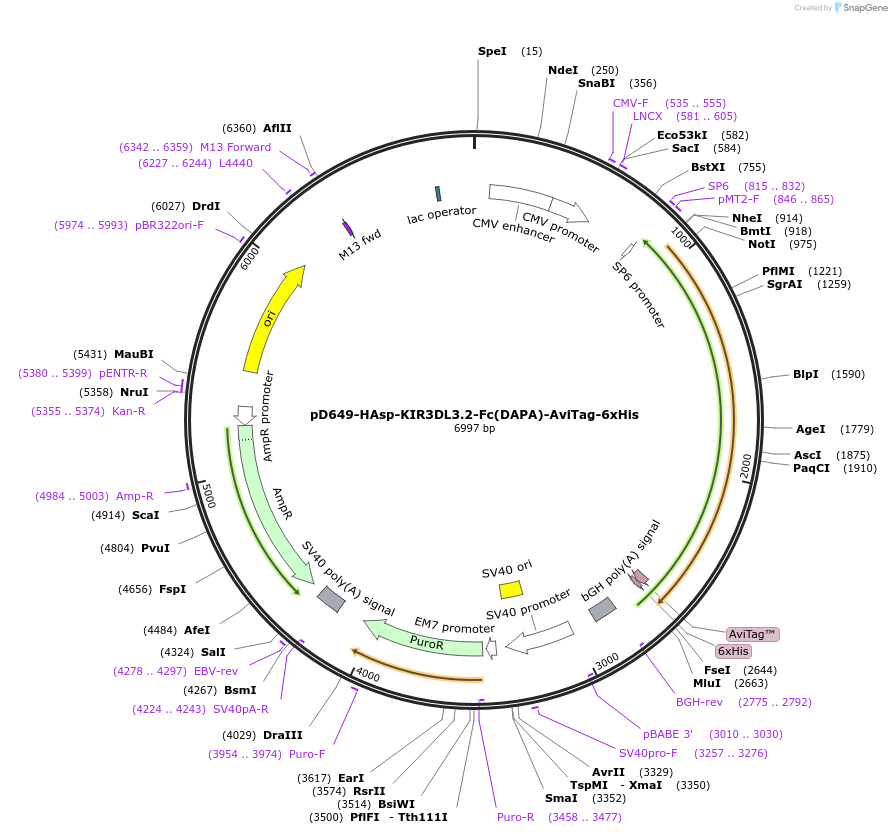 156736-plasmid-map-sequence-id-431377