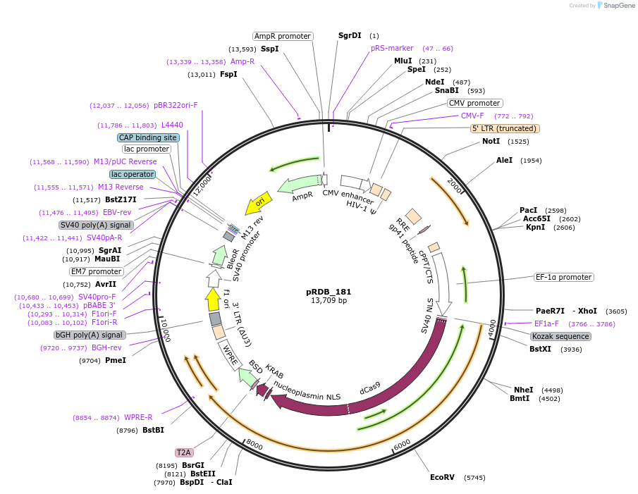 216102-plasmid-map-sequence-id-431379