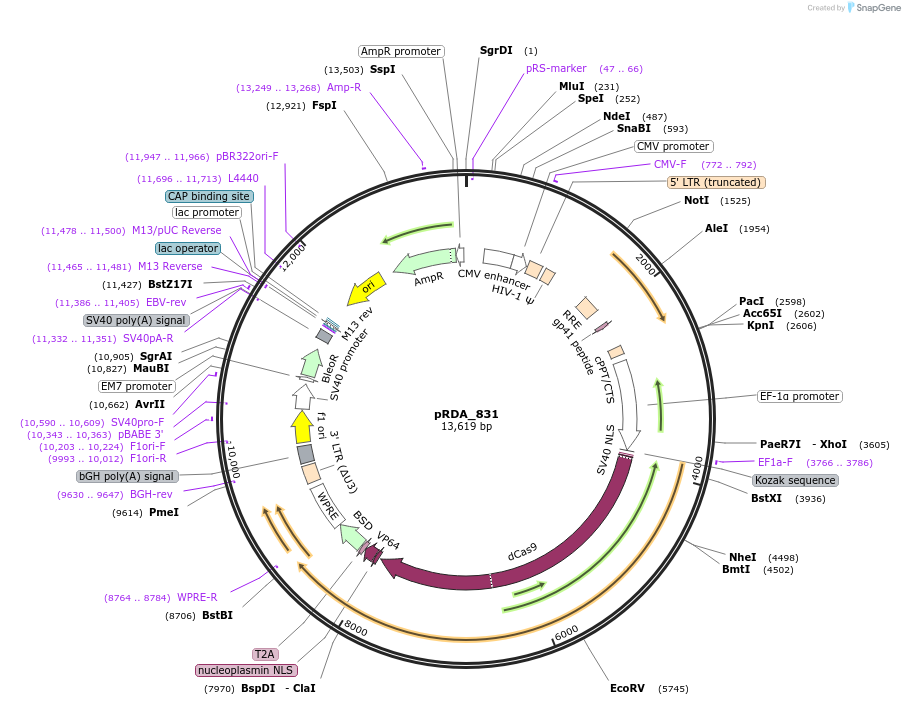 216100-plasmid-map-sequence-id-431382