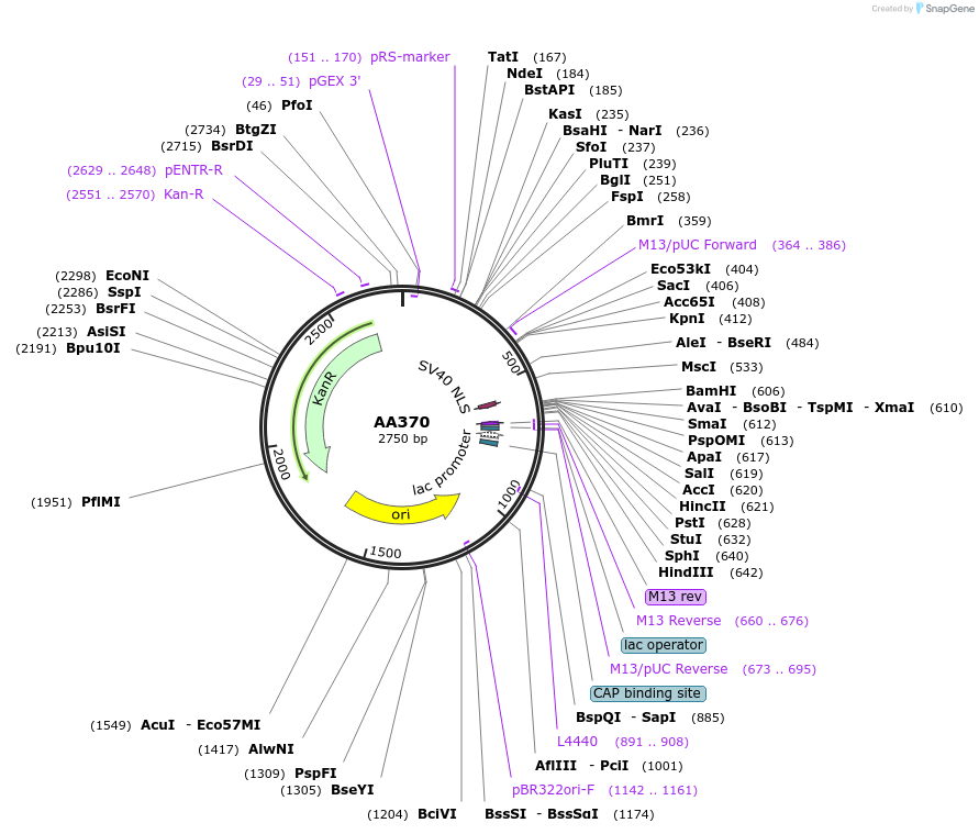 215988-plasmid-map-sequence-id-431385