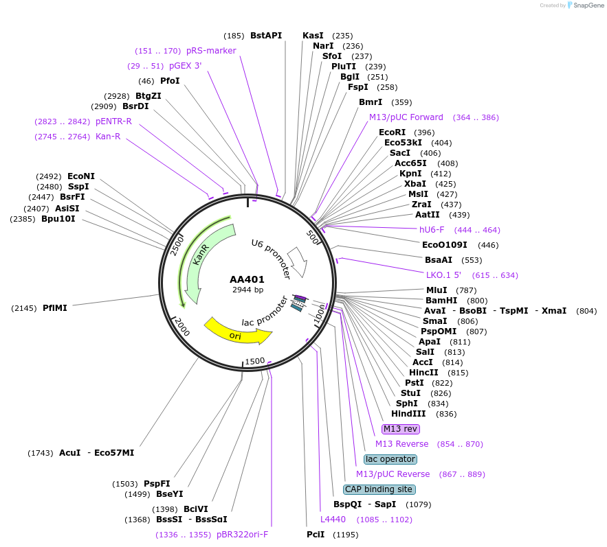 215959-plasmid-map-sequence-id-431386