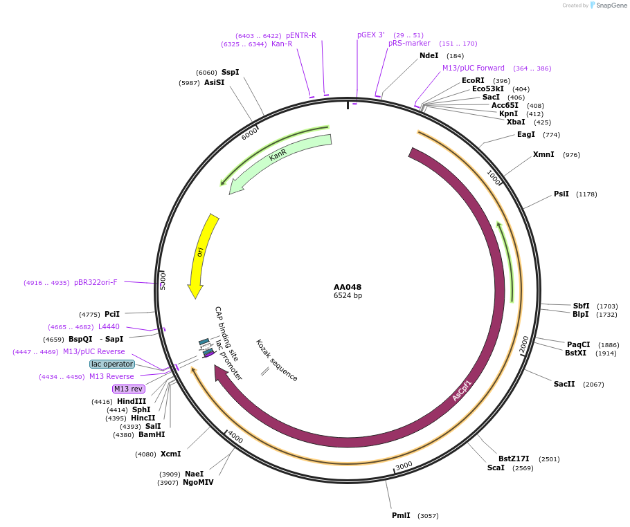 216016-plasmid-map-sequence-id-431387