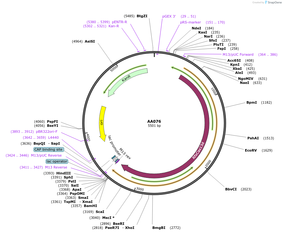 216021-plasmid-map-sequence-id-431388